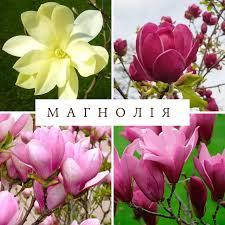 Саджанці Магнолії