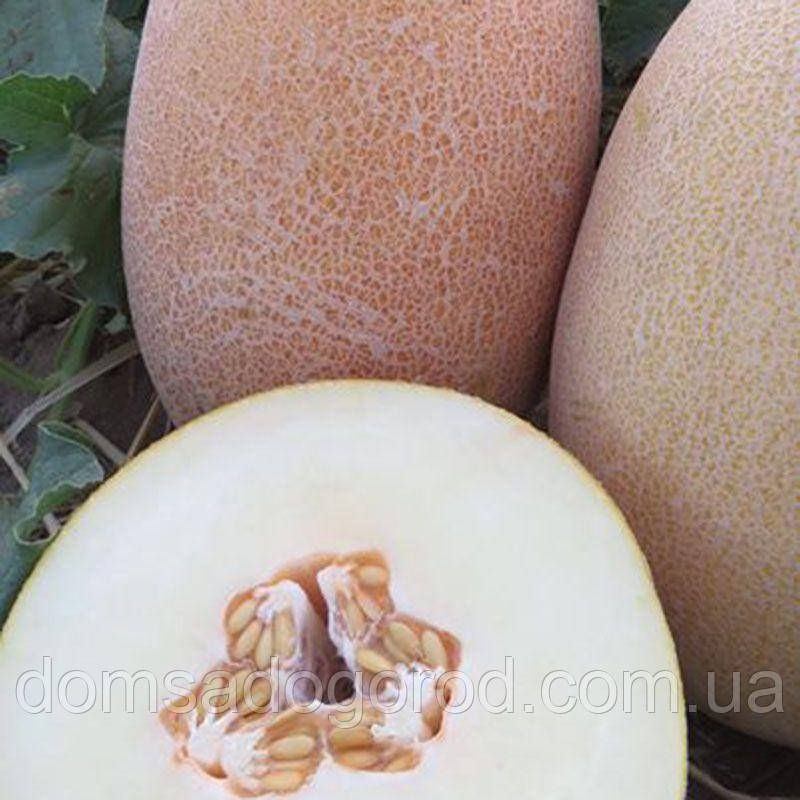 Диня Емі INX 1037 F1 Іннова сідс | Innova  Seeds 100 насінин