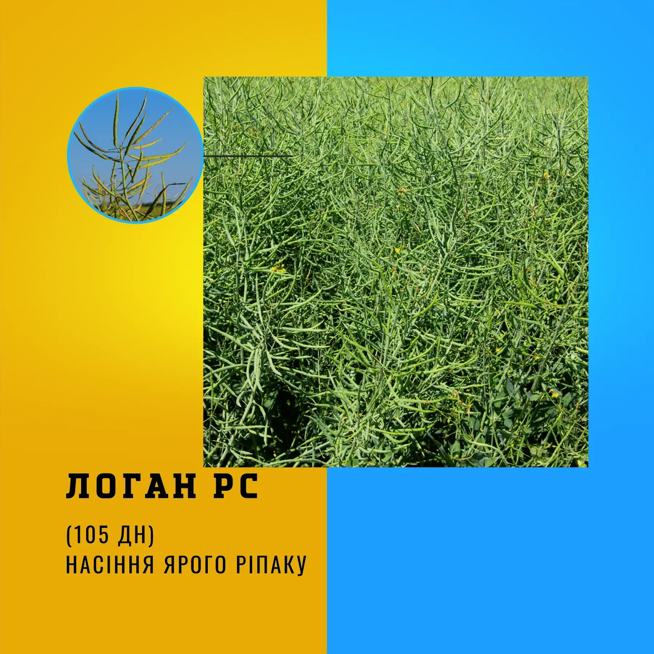 Насіння ярого Ріпак ЛОГАН РС Гран