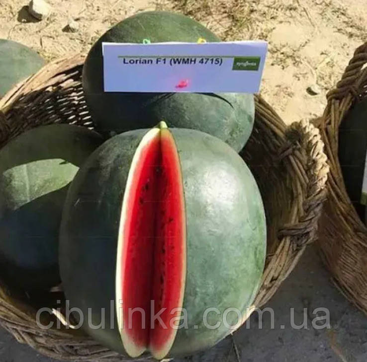 Кавун Лоріан F1 (6-10 кг) Syngenta/Нідерланди 10 шт (zip-пакет), фото 1