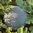 Кавун Лоріан F1 (6-10 кг) Syngenta/Нідерланди 10 шт (zip-пакет), фото 3