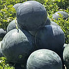 Кавун Лоріан F1 (6-10 кг) Syngenta/Нідерланди 10 шт (zip-пакет), фото 2