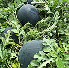 Кавун Лоріан F1 (6-10 кг) Syngenta/Нідерланди 10 шт (zip-пакет), фото 4