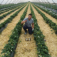 Саджанці полуниці (розсада) Дарселект (Darselect) - середня, крупноплідна, врожайна, фото 4
