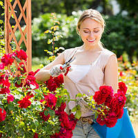 Дерев'яна арка з трояндами з 2 горщиками