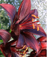 Цибулини ЛІЛІЯ азіатська Nerone (1 шт.)