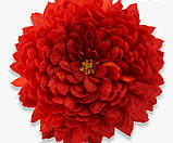 Хризантема Precocita Rouge velours (Прекосіта Рум'яний велюр).  Мультифлора. саджен, фото 2