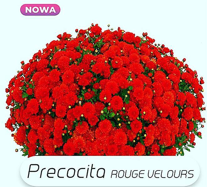 Хризантема Precocita Rouge velours (Прекосіта Рум'яний велюр). Мультифлора. розсада