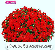 Хризантема Precocita Rouge velours (Прекосіта Рум'яний велюр).  Мультифлора. розсада