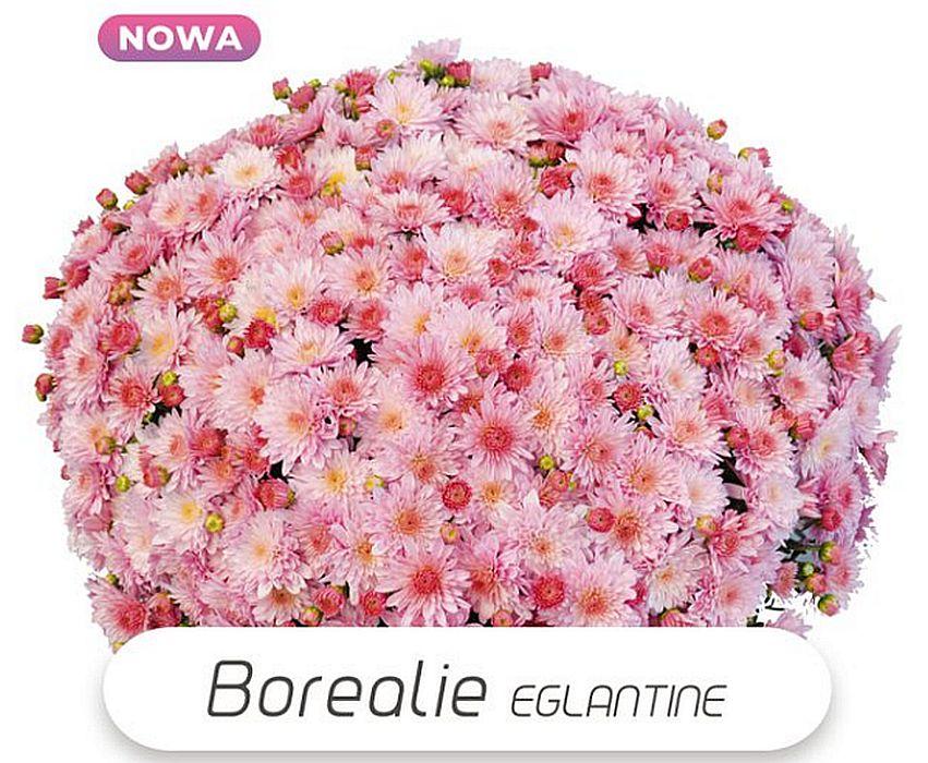 Хризантема Borealia Eglantine (Бореалія Еглантін). Мультифлора. розсада