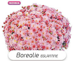 Хризантема Borealia Eglantine (Бореалія Еглантін).  Мультифлора. розсада