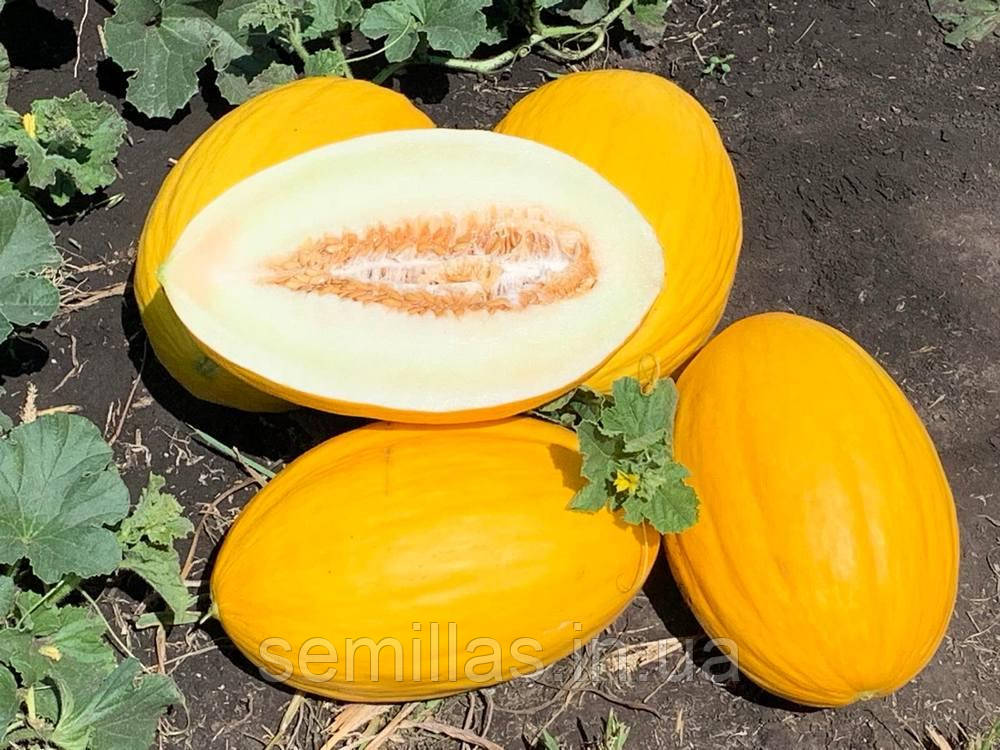 Насіння дині Віфак (Wifak) F1, 1000 шт., Амаріло тип, Seminis