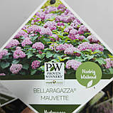 Деревовидна низькоросла гортензія BELLARAGAZZA MAUVETTE, фото 4