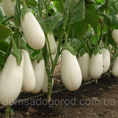 Баклажан білий Кароліна F1 Semo 1000 насінин