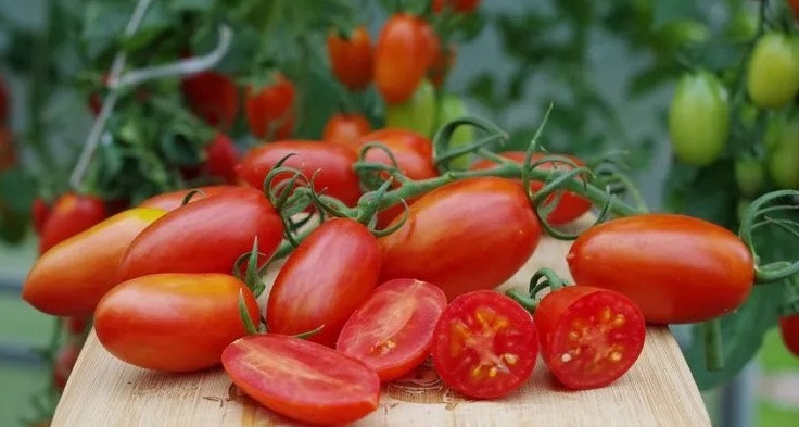 Насіння томату Рудий Котя F1 10 шт, фото 1