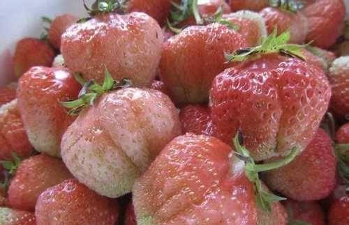 

Саженцы клубники ФИНСКАЯ РОЗОВАЯ (средне раннего срока созревания)