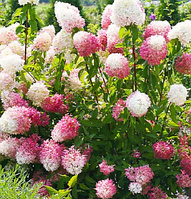 Гортензія мітловидна рожева Тач оф пінк саджанці в контейнерах Hydrangea paniculata Touch of Pink