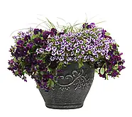 Петунія Mini Vista Violet Star, фото 4