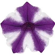 Петунія Mini Vista Violet Star, фото 5