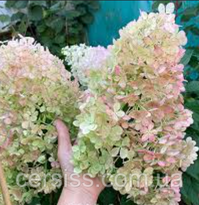 Гортензія мітловидна Меджикал світ саммер Hydrangea paniculata Magical Sweet Summer