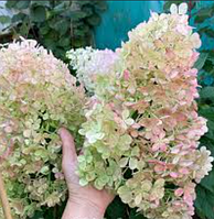 Гортензія мітловидна Меджикал світ саммер Hydrangea paniculata Magical Sweet Summer
