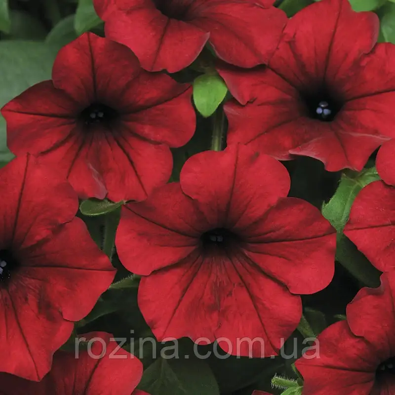 Tidal Wave Red Velour