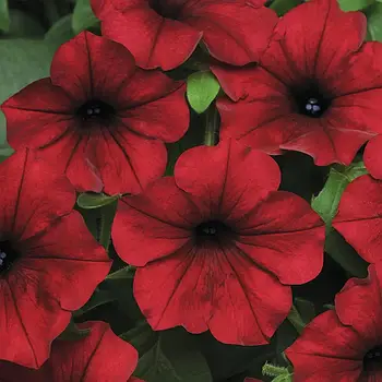 Tidal Red Velour