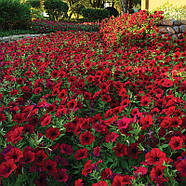 Tidal Wave Red Velour, фото 3