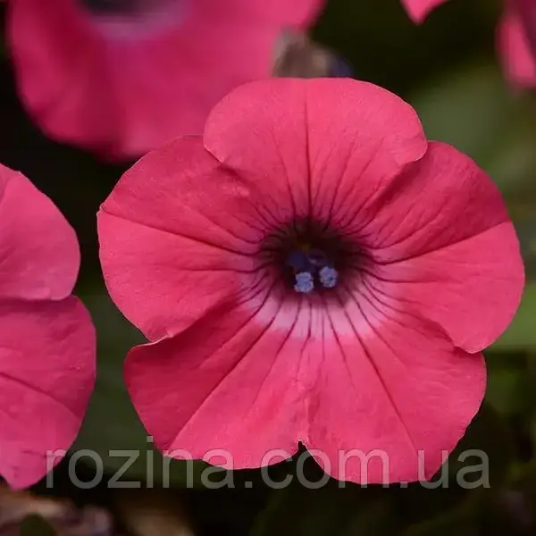 Tidal Wave ® Hot pink