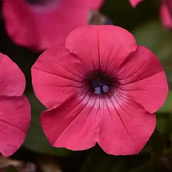 Tidal Wave ® Hot pink