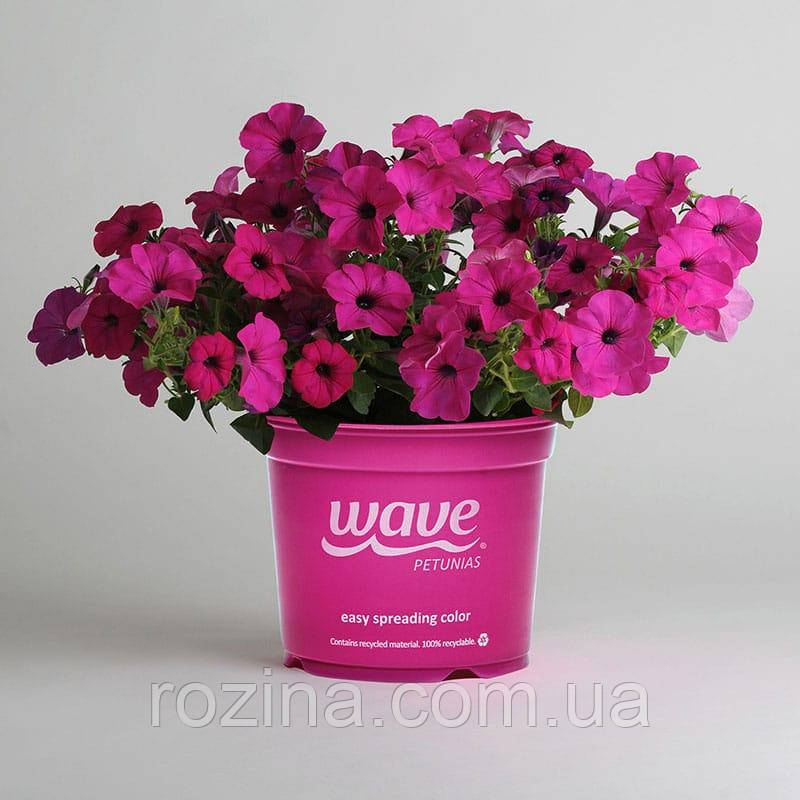 Tidal Wave ® Purple