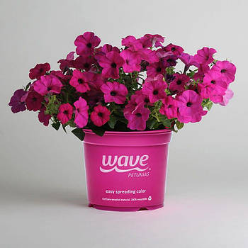 Tidal Wave ® Purple