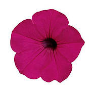 Tidal Wave ® Purple, фото 3