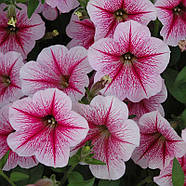 Opera Supreme™ Raspberry Ice Petunia, фото 3