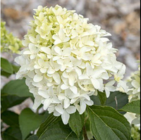 Гортензія мітловидна Скайфол однорічна Hydrangea paniculata Skyfall