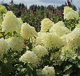 Гортензія мітловидна Скайфол однорічна Hydrangea paniculata Skyfall, фото 2