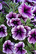 Petunia Opera Supreme™ 'Purple Vein, фото 3