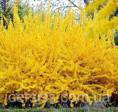 Форзиція Голден Наггет саджанці форзиції в контейнерах Forsythia Golden Nugget