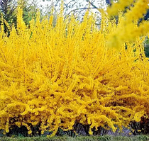 Форзиція Голден Наггет саджанці форзиції в контейнерах Forsythia Golden Nugget