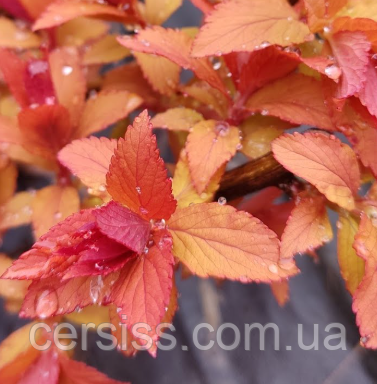 Спірея японська Меджик карпет саджанці в горщиках Spiraea japonica Magic Carpet