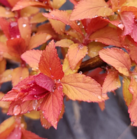 Спірея японська Меджик карпет саджанці в горщиках Spiraea japonica Magic Carpet