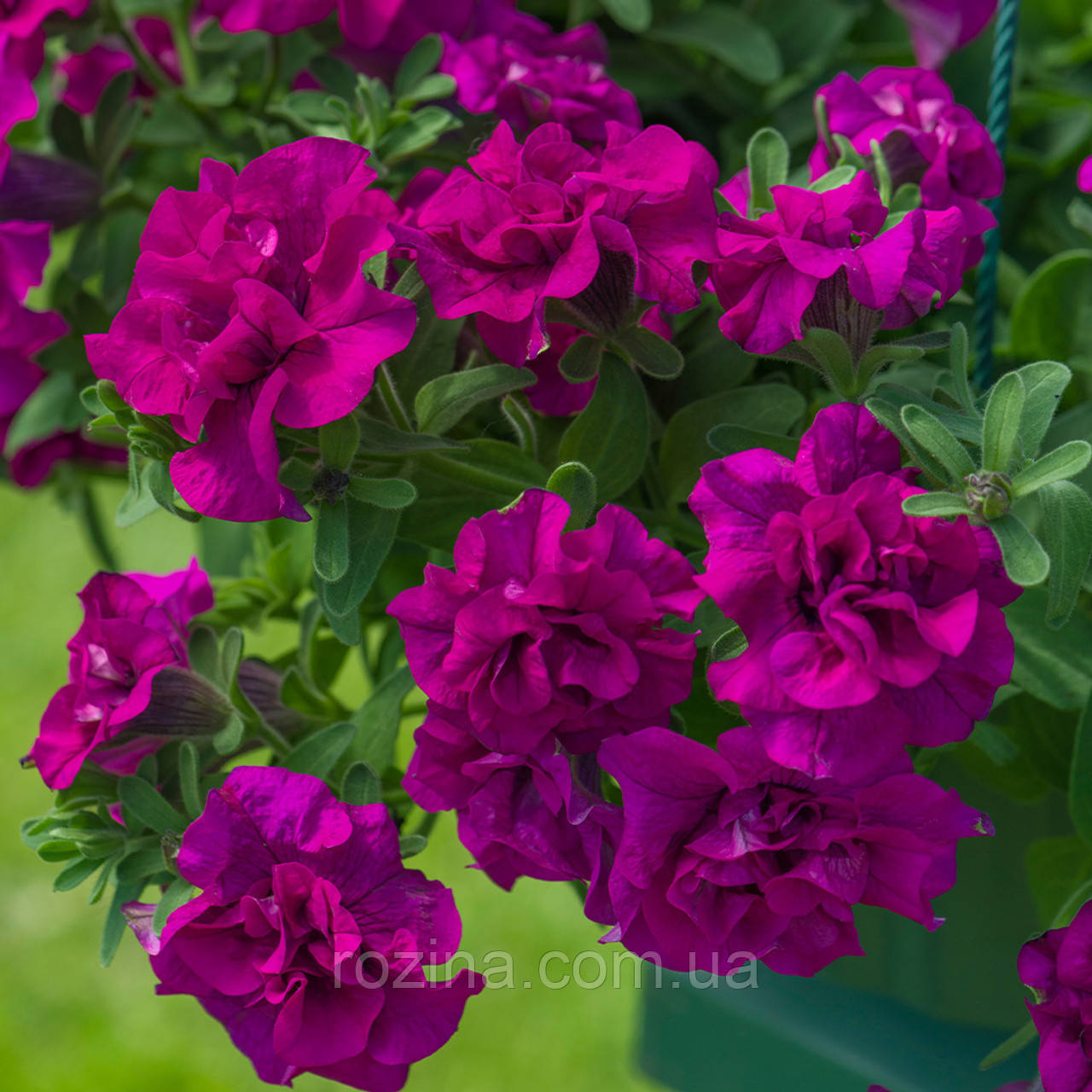 Petunia Tumbelina Savanna, фото 1