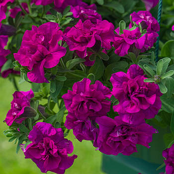 Petunia Tumbelina Savanna