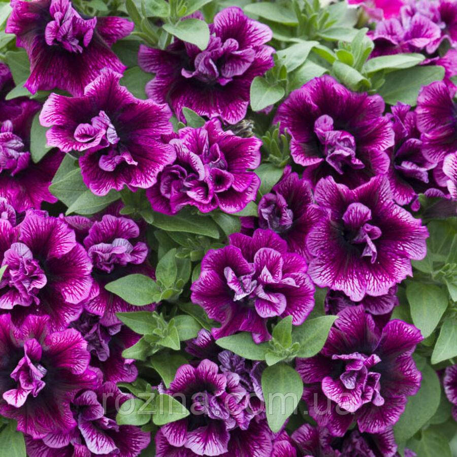 Petunia Tumbelina Compact Julianna