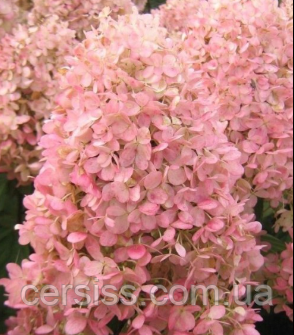 Гортензія мітловидна Кендл саджанці в горщиках Hydrangea paniculata Magical Candle