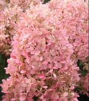 Гортензія мітловидна Кендл саджанці в горщиках Hydrangea paniculata Magical Candle