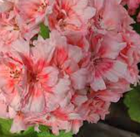 Пеларгонія Рунес Валентін рожева укорінені живці в горщиках Pelargonium Camisole