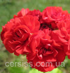 Пеларгония Норрланд ред червона махрова вкорінений живець Pelargonium Norrland Red