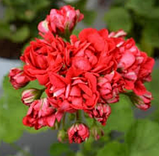 Пеларгония Норрланд ред червона махрова вкорінений живець Pelargonium Norrland Red, фото 2