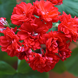 Пеларгония Норрланд ред червона махрова вкорінений живець Pelargonium Norrland Red, фото 3